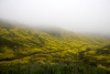 Road in Fog, Fagan Canyon